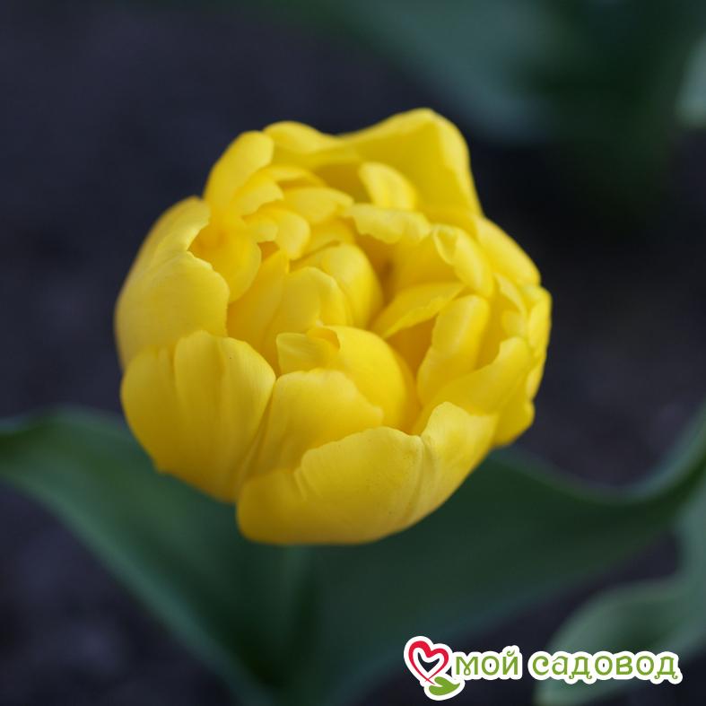 Тюльпан Еллоу Бейби