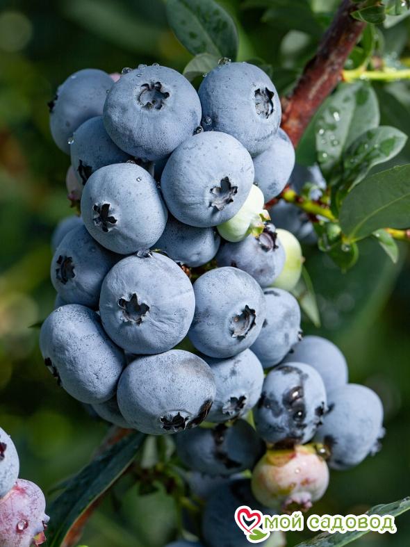 Голубика "Нельсон"